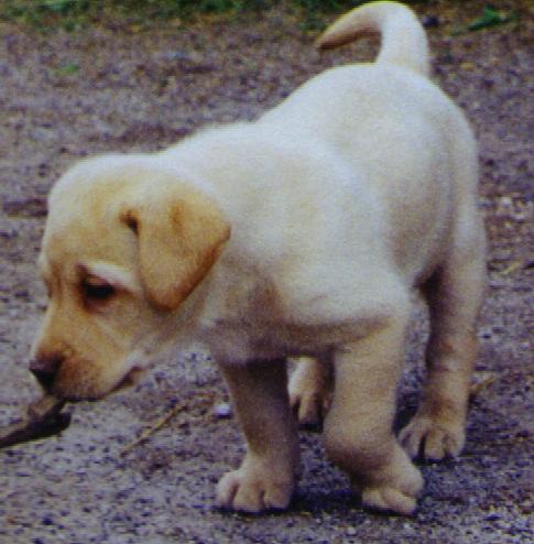 pup