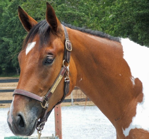 head