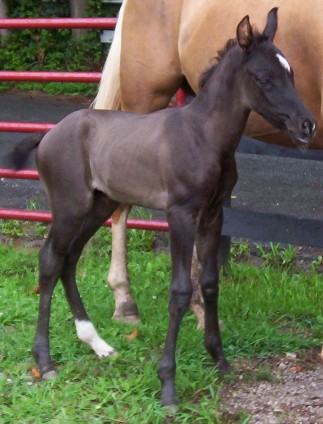 baby photo